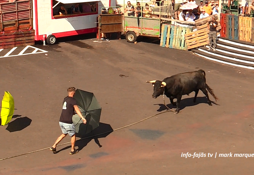 “TOURADA À CORDA” – Festa de Nª Srª do Rosário – Rosais – Ilha de São Jorge (16.08.2025) (c/ vídeo)