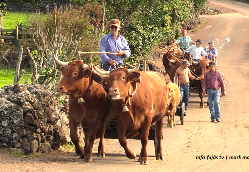 “CARREAR MILHO EM RAMA COMO HÁ 50 ANOS” – Topo / Santo Antão – Ilha de São Jorge (04.10.2025) (c/ vídeo) “CARREAR MILHO EM RAMA COMO HÁ 50 ANOS” – Topo / Santo Antão – Ilha de São Jorge (04.10.2025) (c/ vídeo)