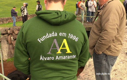 “MARCAÇÃO DOS ANIMAIS” – Ferra na Ganadaria AA – Álvaro Amarante – Ilha de São Jorge (22.11.2025) (c/ vídeo)