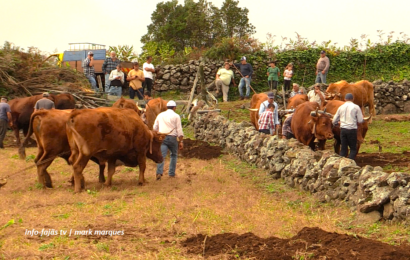 “ESCREPAGEM TRADICIONAL” – O manter de uma tradição – Rosais – Ilha de São Jorge (08.11.2025) (c/ vídeo) “ESCREPAGEM TRADICIONAL” – O manter de uma tradição – Rosais – Ilha de São Jorge (08.11.2025) (c/ vídeo)