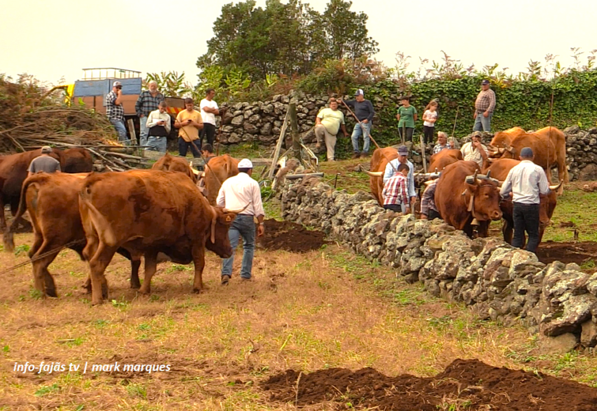 “ESCREPAGEM TRADICIONAL” – O manter de uma tradição – Rosais – Ilha de São Jorge (08.11.2025) (c/ vídeo) “ESCREPAGEM TRADICIONAL” – O manter de uma tradição – Rosais – Ilha de São Jorge (08.11.2025) (c/ vídeo)