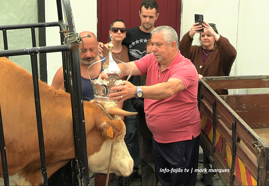 CORTEJO / COROAÇÃO DO GADO PARA O ESPÍRITO SANTO – Vila das Velas – Ilha de São Jorge (20.05.2026) (c/ vídeo)