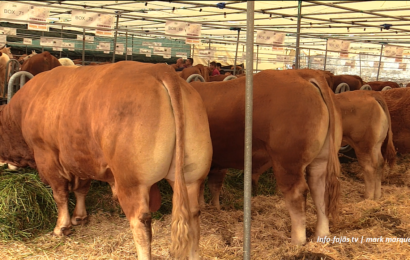 FEIRA AGRÍCOLA – ILHA DE SÃO JORGE 2026 – Exposição de gado bovino e outros (06.06.2026) (c/ vídeo)