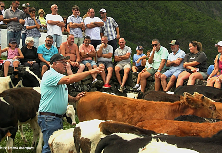 “ARREMATAÇÕES DO GADO” – Festa na Fajã da Caldeira de Santo Cristo – Ilha de São Jorge (06.09.2026) (c/ vídeo)