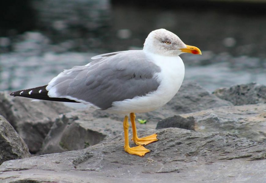 “Lucky” UMA GAIVOTA DE ESTIMAÇÃO – Porto das Velas – Ilha de São Jorge