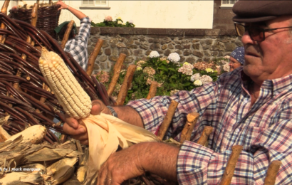 “COMO ERA A APANHA DO MILHO EM OUTROS TEMPOS” – Topo – Ilha de São Jorge (outubro / 2026)  (c/ vídeo)